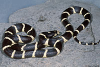 california kingsnake