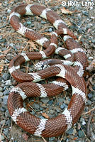 california kingsnake