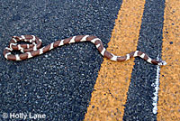 california kingsnake