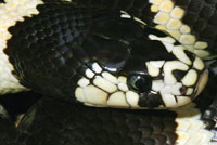 california kingsnake