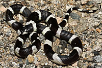 california kingsnake