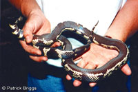 California Kingsnake