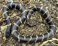 California Kingsnake