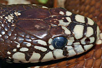 california kingsnake