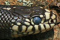 california kingsnake