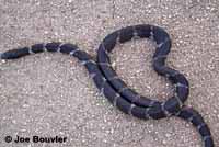 California Kingsnake