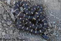 California Kingsnake