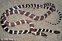 California Kingsnakes