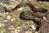 California Kingsnake