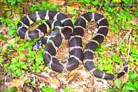 California Kingsnake