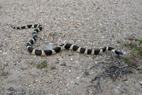 california kingsnake