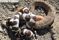 california kingsnake