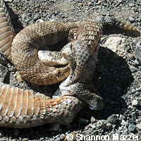 california kingsnake