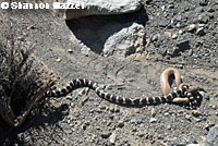 california kingsnake