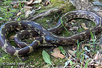 California Kingsnake