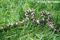 California Kingsnake