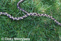 California Kingsnake