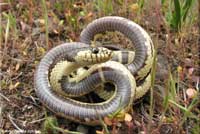 California Kingsnake