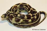 California Kingsnake