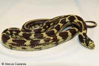 California Kingsnake