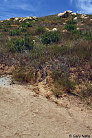 california kingsnake habitat