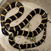 California Kingsnake