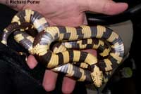 California Kingsnake