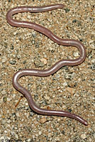 Desert Threadsnake