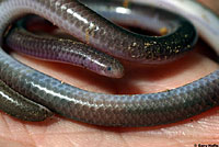 Southwestern Threadsnake