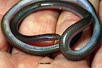 Southwestern Threadsnake