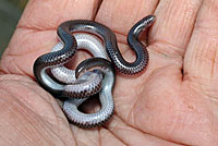 Southwestern Threadsnake