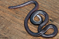 Southwestern Threadsnake