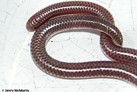 Southwestern Threadsnake