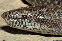 Rosy Boa