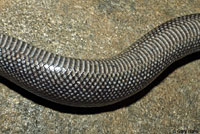 Rosy Boa