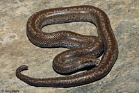 Rosy Boa