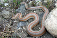 Rosy Boa