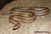 Rosy Boa