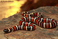 San Diego Mountain Kingsnake   