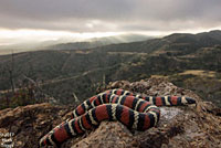 San Diego Mountain Kingsnake   