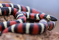 San Diego Mountain Kingsnake   