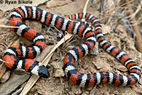 Coast Mountain Kingsnake