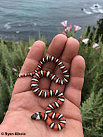 Coast Mountain Kingsnake