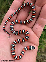 Coast Mountain Kingsnake