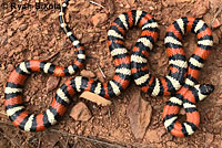 Coast Mountain Kingsnake