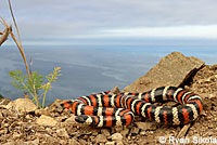 Coast Mountain Kingsnake