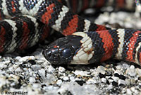 San Bernardino Mountain Kingsnake