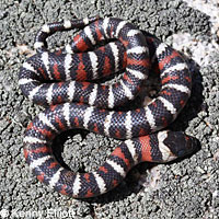 San Bernardino Mountain Kingsnake