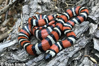 San Diego Mountain Kingsnake   