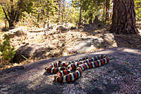 San Bernardino Mountain Kingsnake